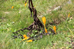 Crocus scharojanii