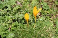 Crocus scharojanii
