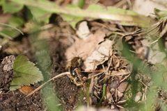 Andrena taraxaci