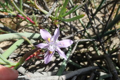 Moraea macrocarpa