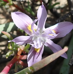 Moraea macrocarpa