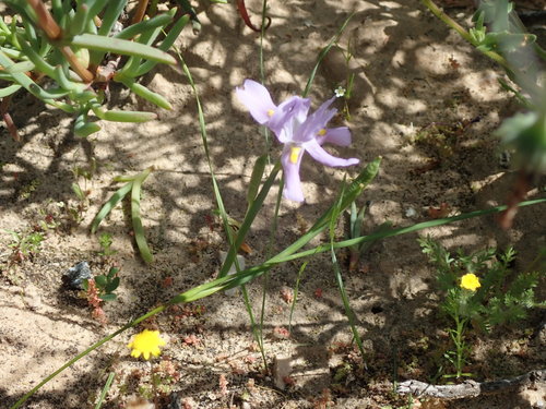 Image of Bigseed Tulp (Moraea macrocarpa) by no rights reserved