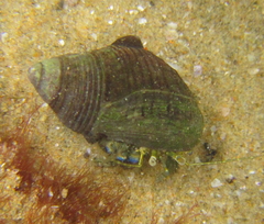 Cominella virgata