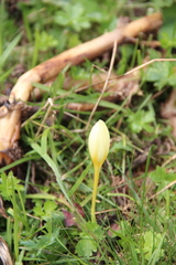 Crocus suworowianus
