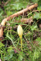 Crocus suworowianus