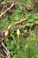 Crocus suworowianus