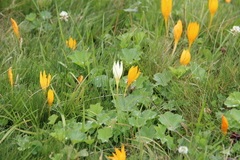 Crocus suworowianus