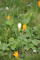 Crocus suworowianus