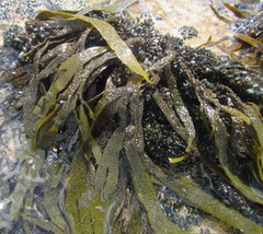 Dictyota kunthii