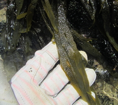 Dictyota kunthii