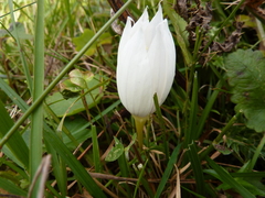 Crocus vallicola