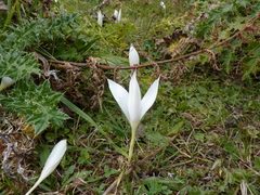 Crocus vallicola