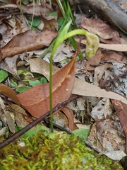 Pterostylis hispidula