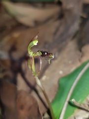 Chiloglottis diphylla