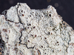 Lecanora argentata