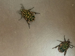 Protaetia niveoguttata