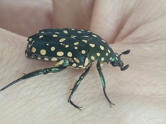 Protaetia niveoguttata