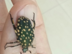 Protaetia niveoguttata