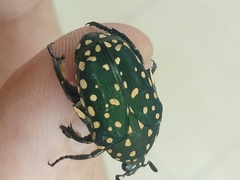 Protaetia niveoguttata