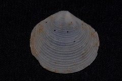 Semele lamellosa