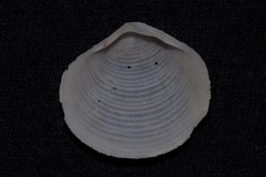 Semele lamellosa
