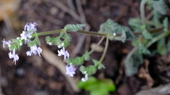 Aeollanthus buchnerianus