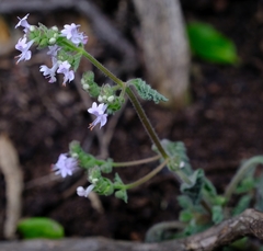 Aeollanthus buchnerianus