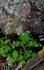 Aeollanthus buchnerianus