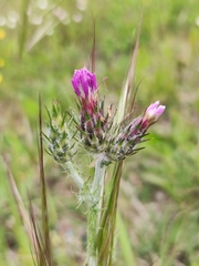 Carduus pycnocephalus