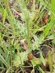 Carduus pycnocephalus