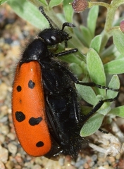 Hycleus scutellatus