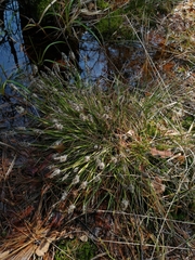Eriophorum vaginatum