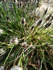 Eriophorum vaginatum