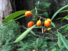 Elaeodendron australe