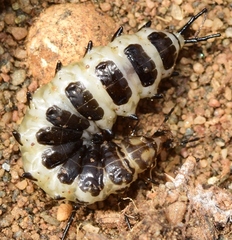Licinus