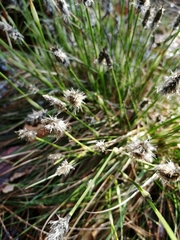 Eriophorum vaginatum
