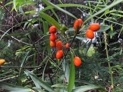 Elaeodendron australe