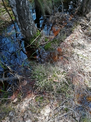 Eriophorum vaginatum