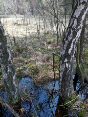 Eriophorum vaginatum