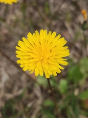 Asteraceae