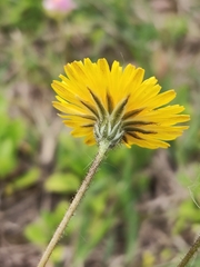 Asteraceae