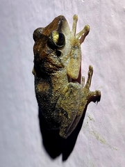Raorchestes