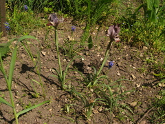 Iris acutiloba