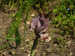 Iris acutiloba