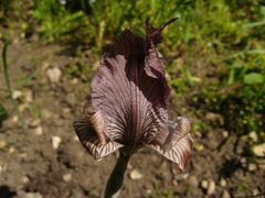 Iris acutiloba