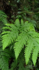 Tectaria griffithii