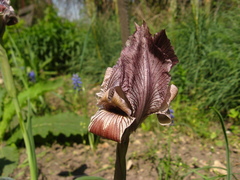 Iris acutiloba
