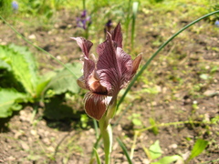 Iris acutiloba