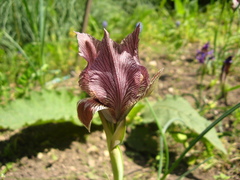 Iris acutiloba