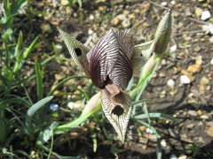 Iris acutiloba